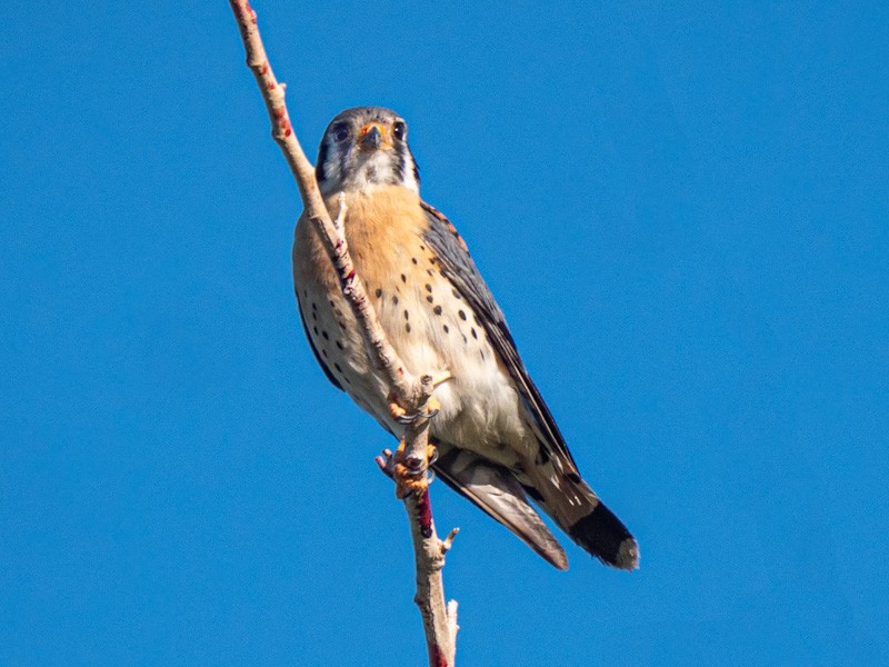 American Kestrel - ML618583823