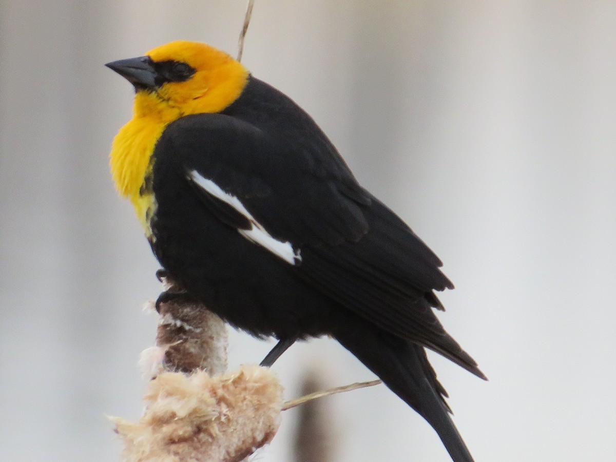 Yellow-headed Blackbird - ML618583832