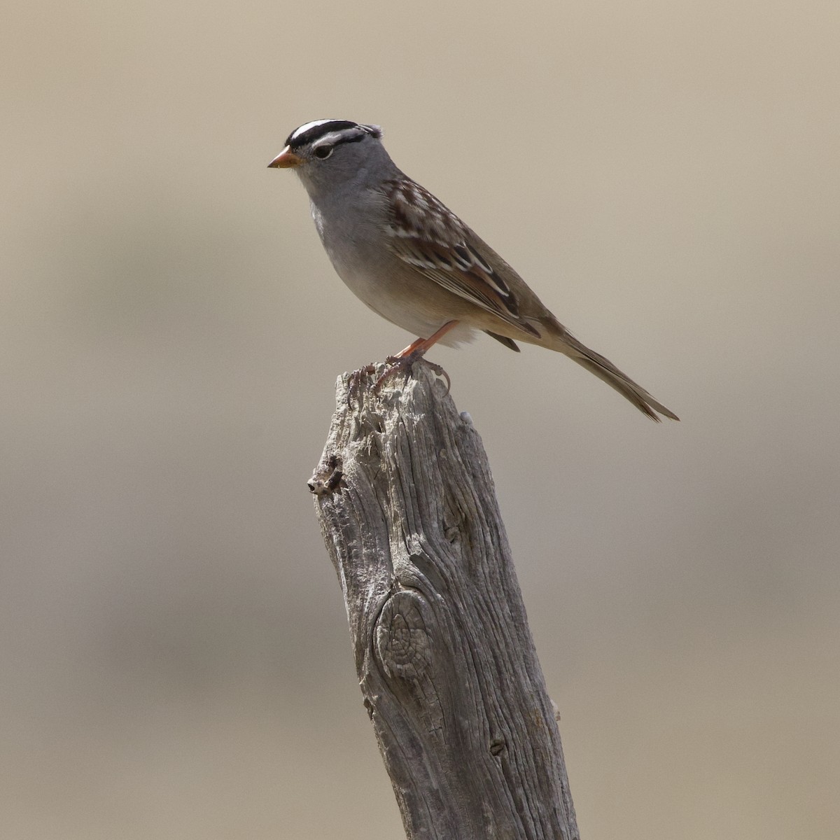 White-crowned Sparrow - ML618583881