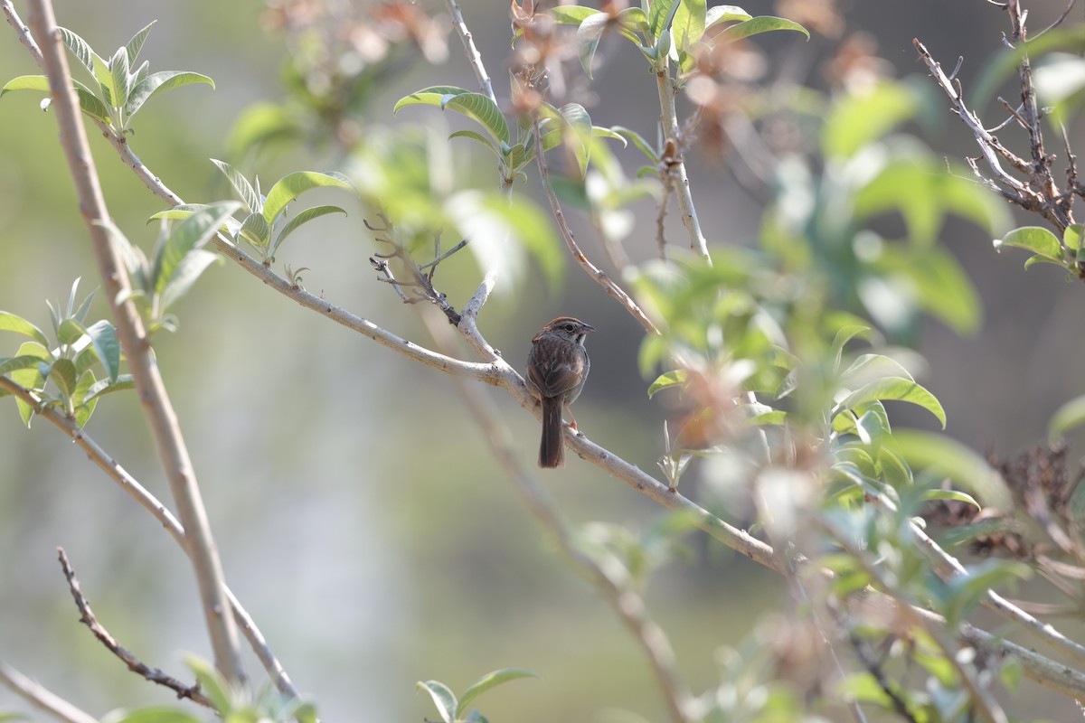 Rufous-crowned Sparrow - L. Ernesto Perez Montes (The Mexican Violetear 🦉)