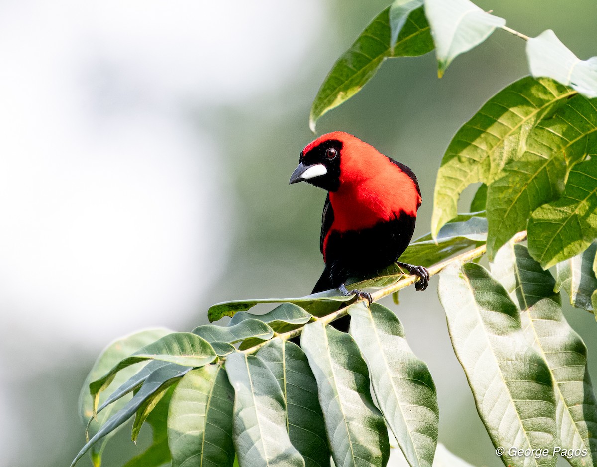 Masked Crimson Tanager - ML618583943