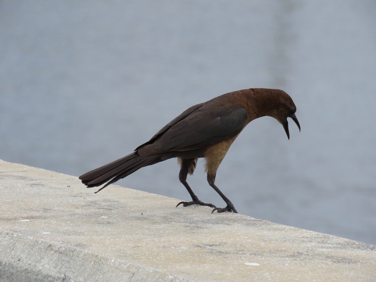 Boat-tailed Grackle - Laurie Witkin