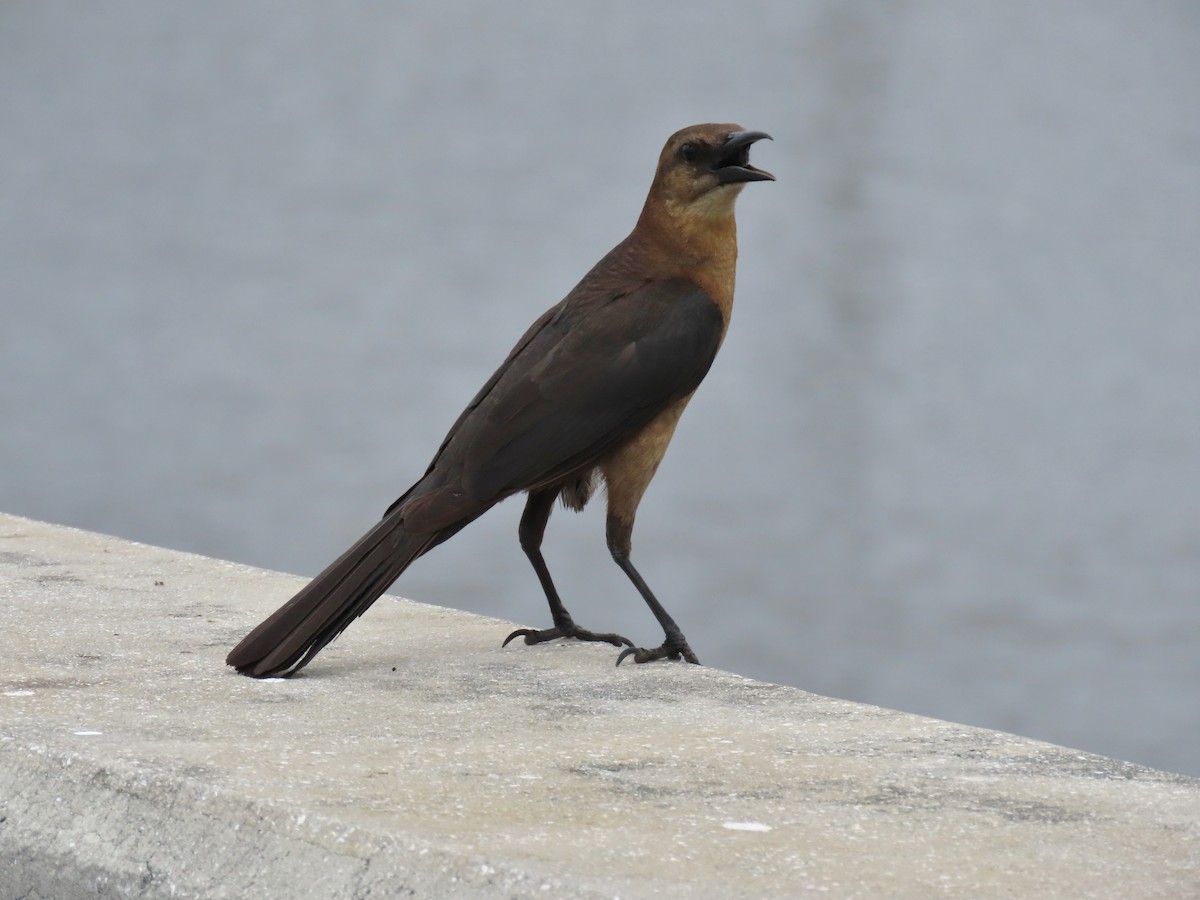 Boat-tailed Grackle - ML618583965