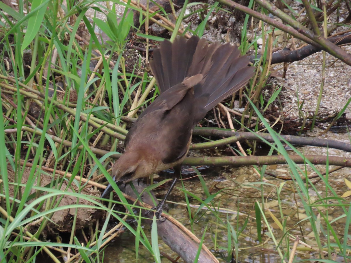 Boat-tailed Grackle - Laurie Witkin