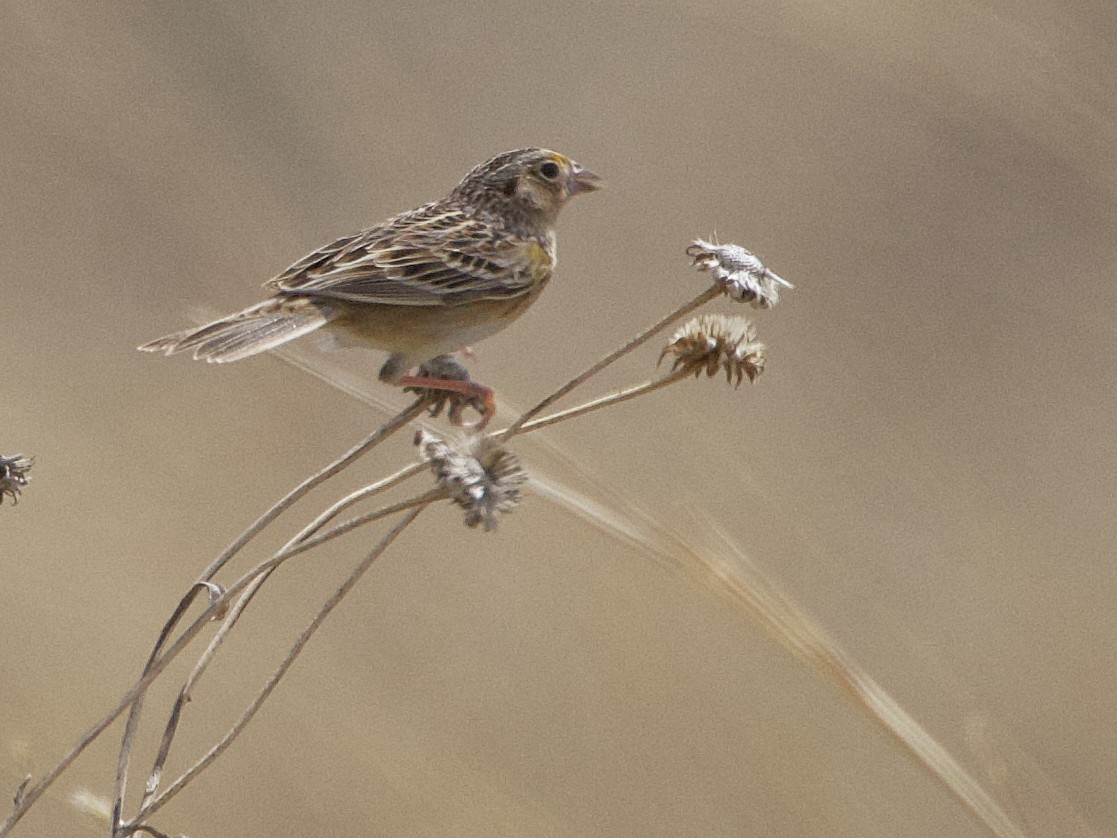 Grasshopper Sparrow - ML618584011