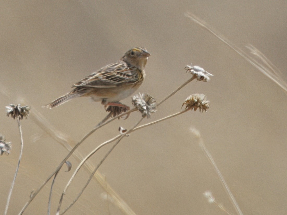 Grasshopper Sparrow - ML618584013