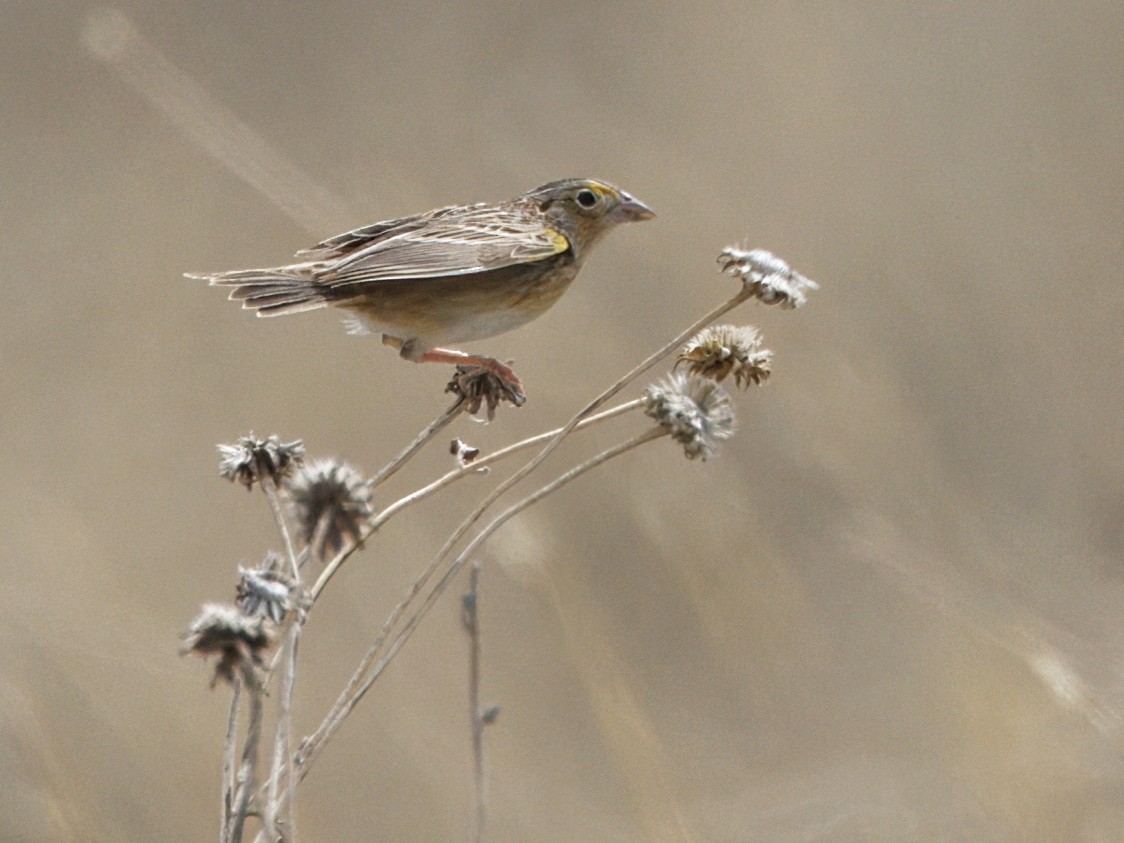 Grasshopper Sparrow - ML618584014