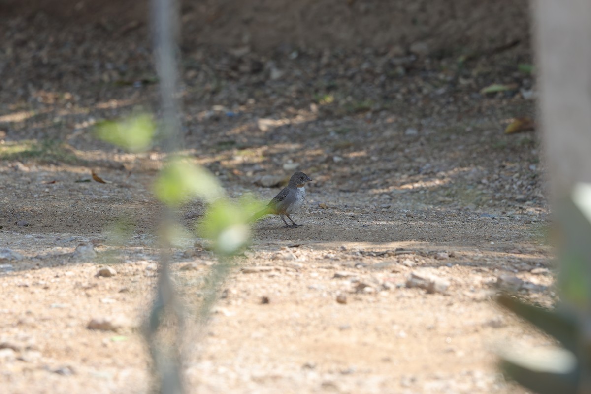 White-throated Towhee - L. Ernesto Perez Montes (The Mexican Violetear 🦉)