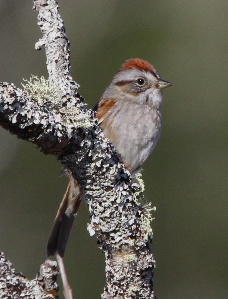 Swamp Sparrow - ML618584021