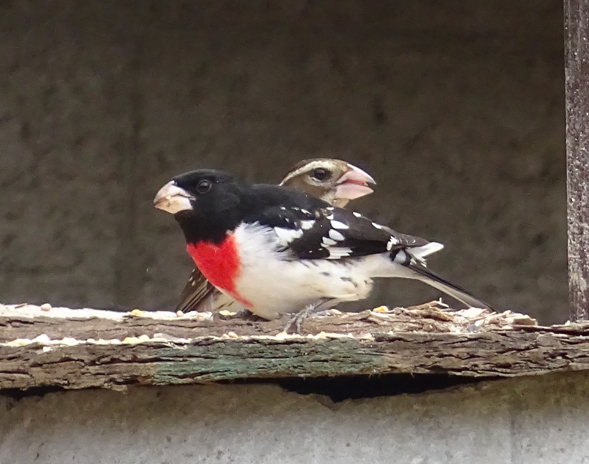 Rose-breasted Grosbeak - Richard and Janice Drummond