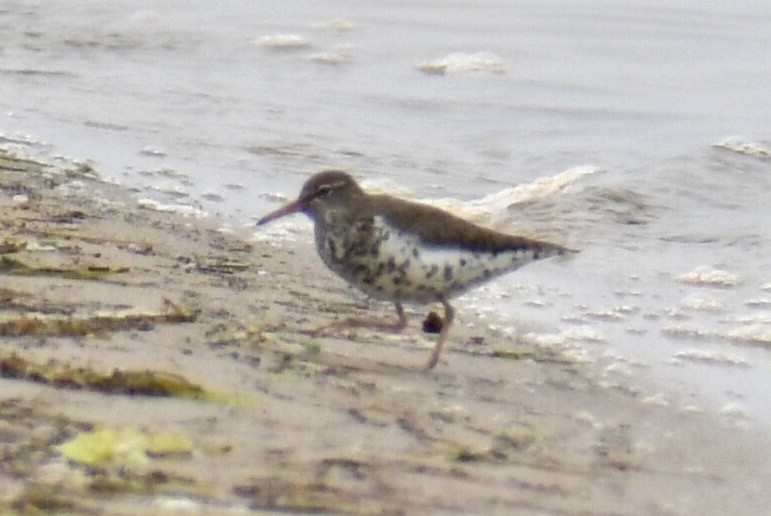 Spotted Sandpiper - ML618584121