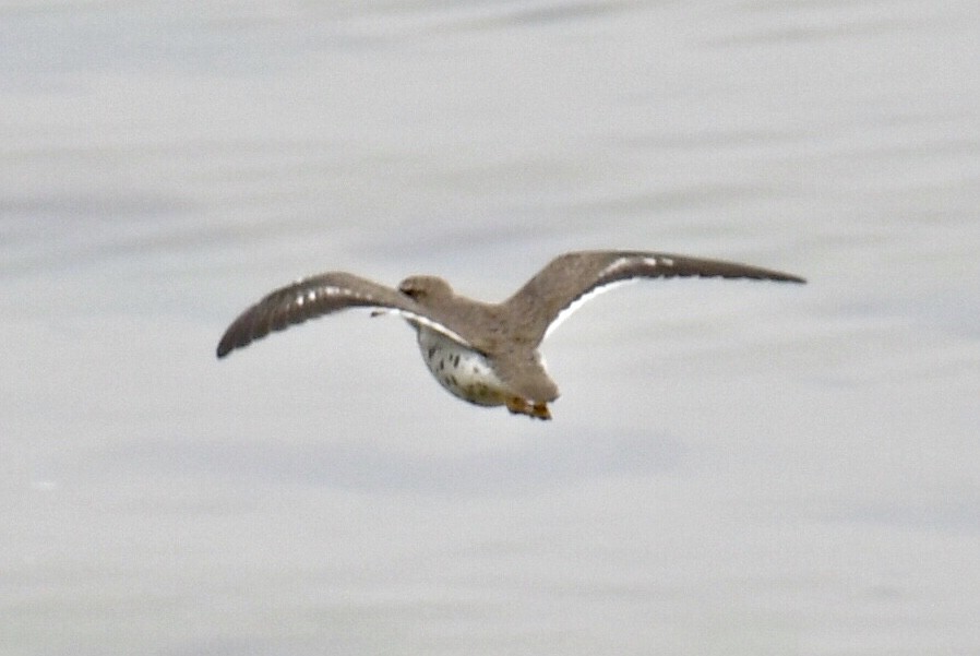 Spotted Sandpiper - ML618584122