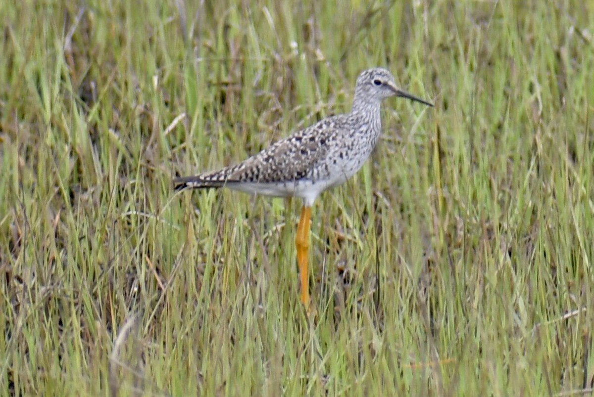 Lesser Yellowlegs - ML618584134