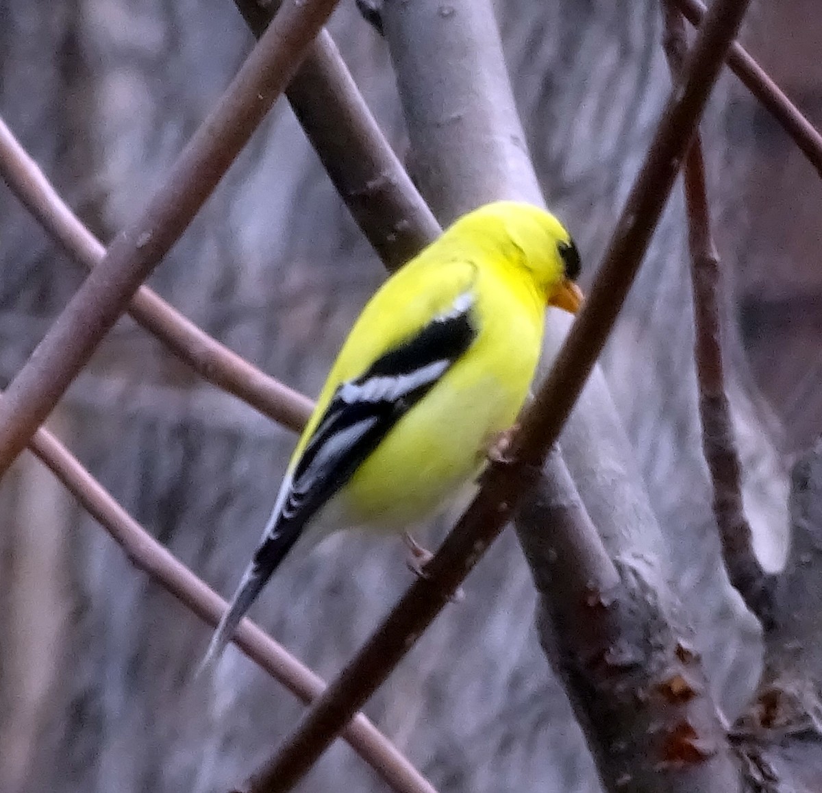 American Goldfinch - Richard and Janice Drummond