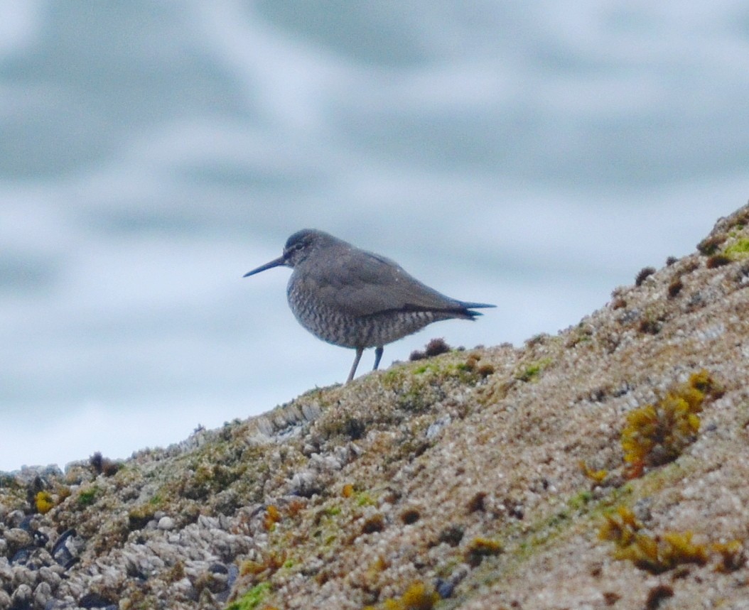 Wandering Tattler - ML618584272