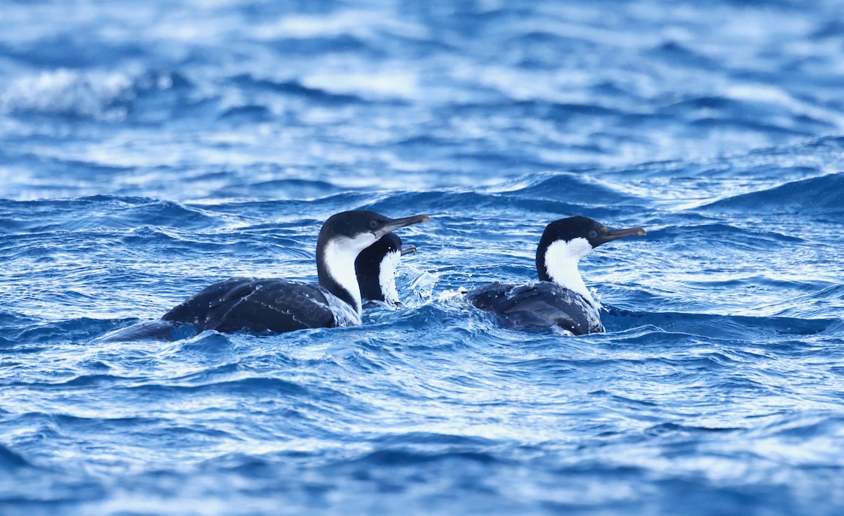 Cormorán Antártico - ML618584293