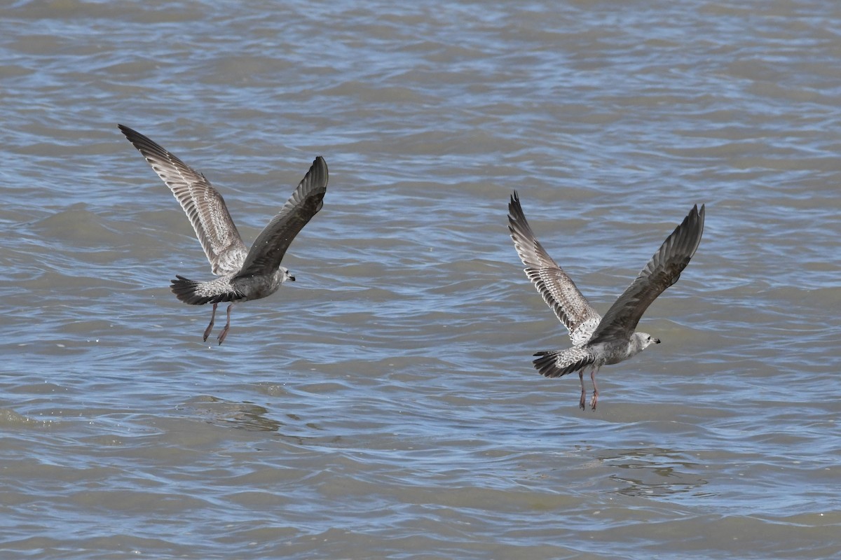 Herring Gull - ML618584339