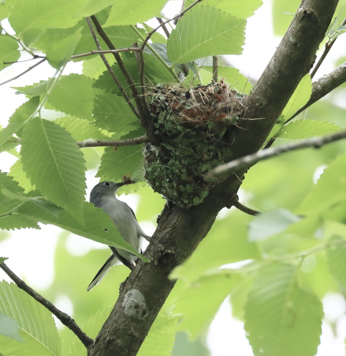 Blue-gray Gnatcatcher - Mark Ross