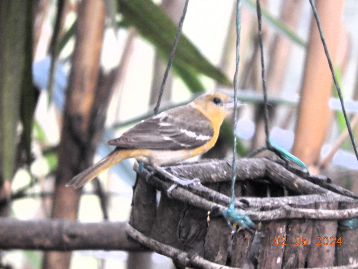 Baltimore Oriole - ML618584404