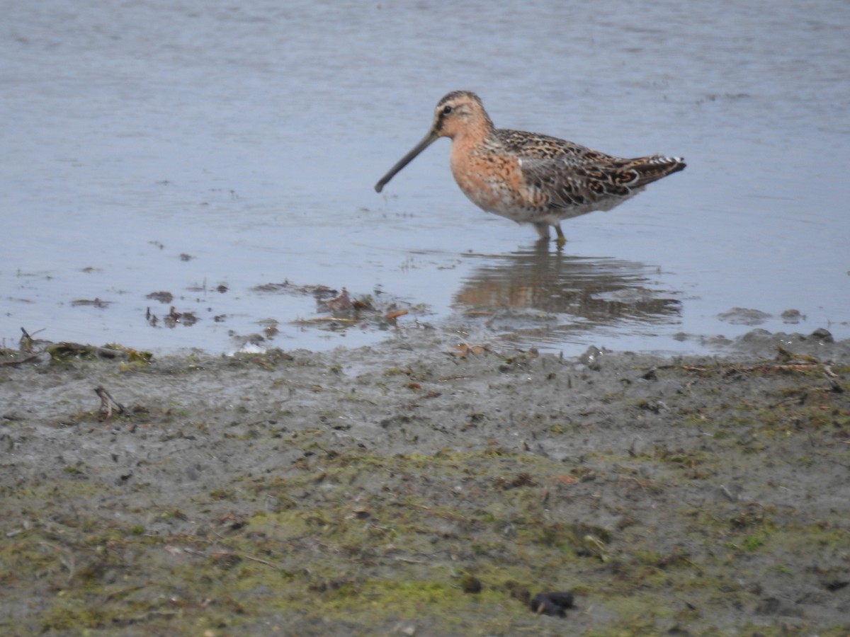 Long-billed Dowitcher - ML618584405