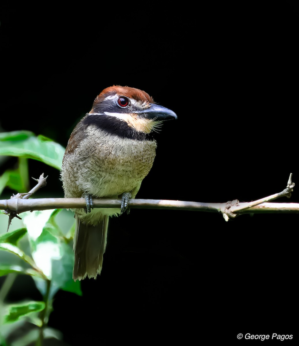 Chestnut-capped Puffbird - George Pagos