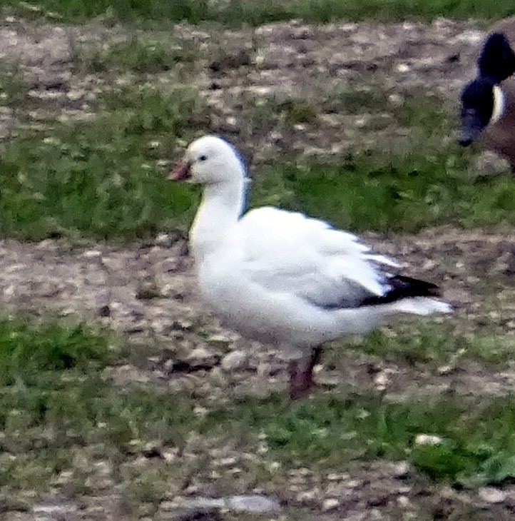 Ross's Goose - Richard and Janice Drummond