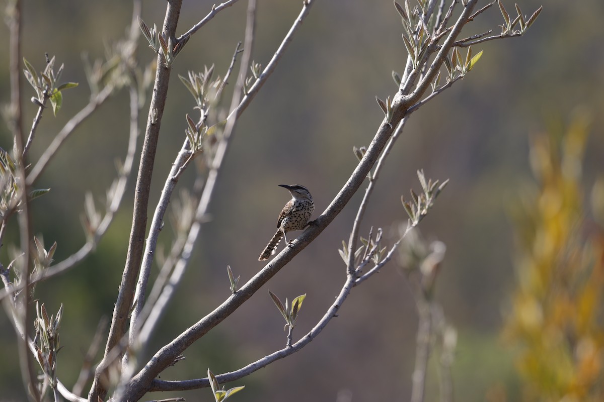 Boucard's Wren - ML618584434