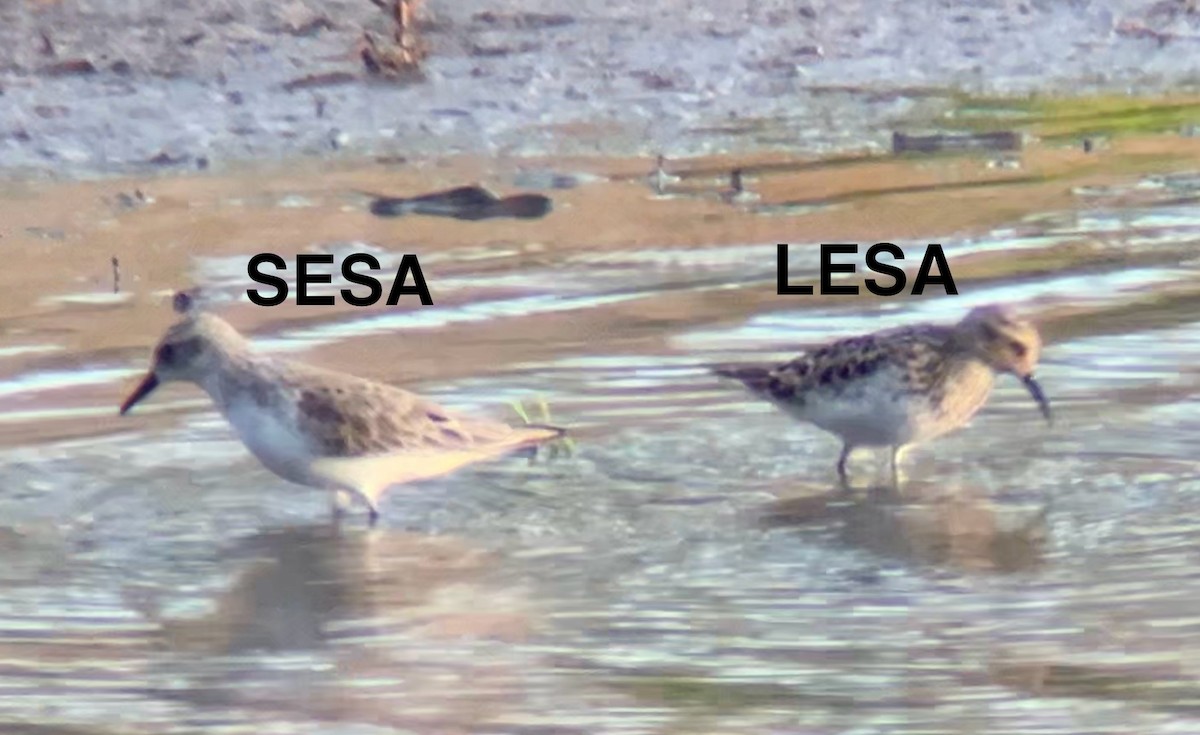 Least Sandpiper - ML618584444