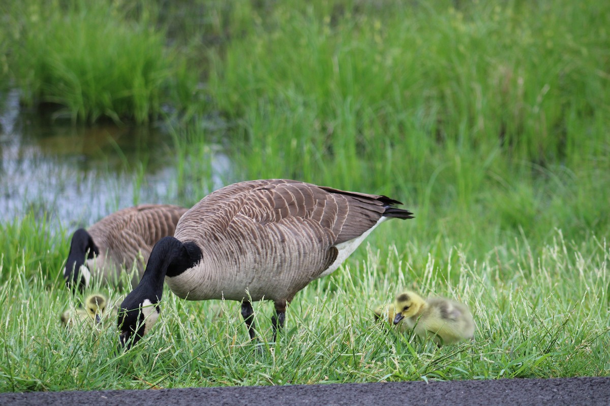 Canada Goose - ML618584449