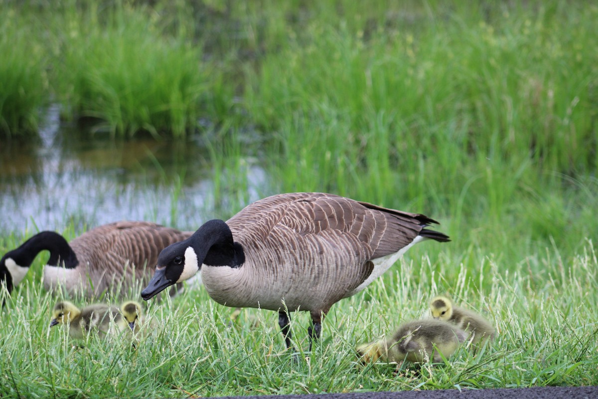 Canada Goose - ML618584450