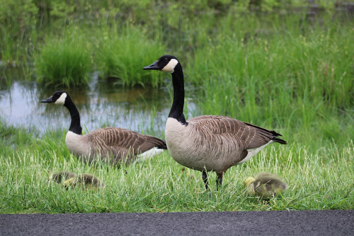 Canada Goose - ML618584451