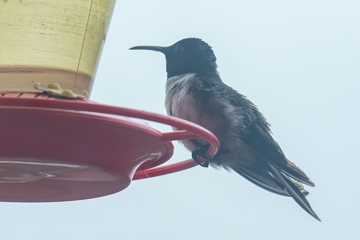 Colibrí del Chimborazo - ML618584455