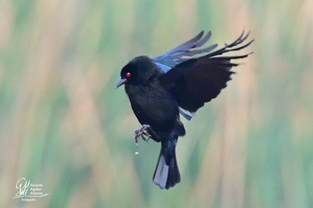 Bronzed Cowbird - Gerardo Aguilar Anzures