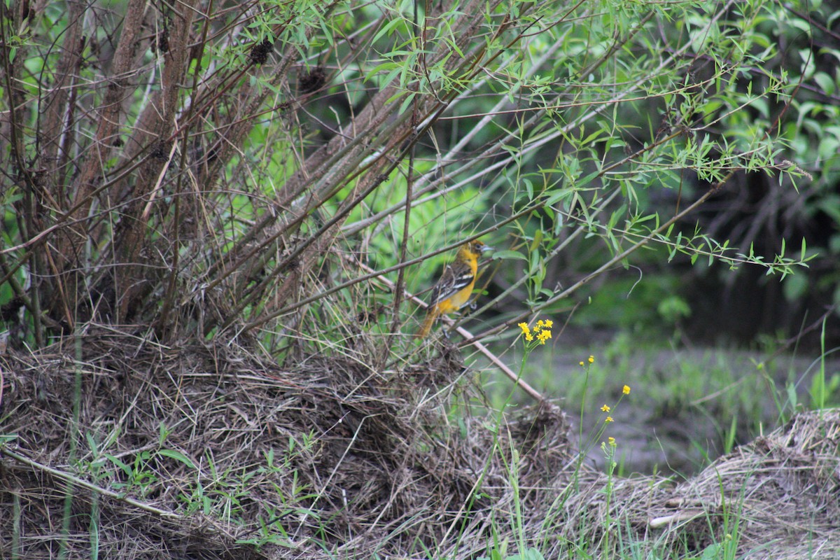 Baltimore Oriole - ML618584487