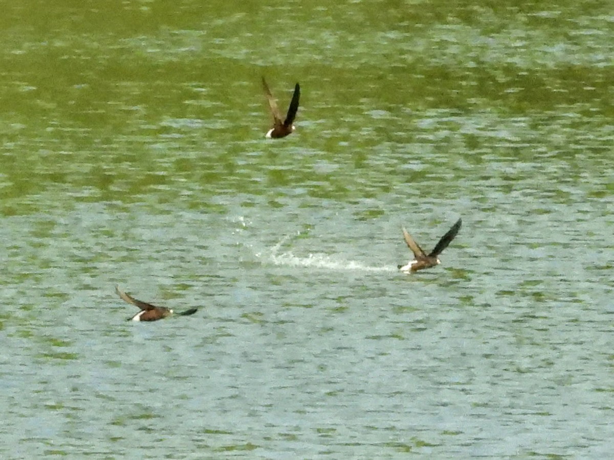 Brown-backed Needletail - Warren Regelmann