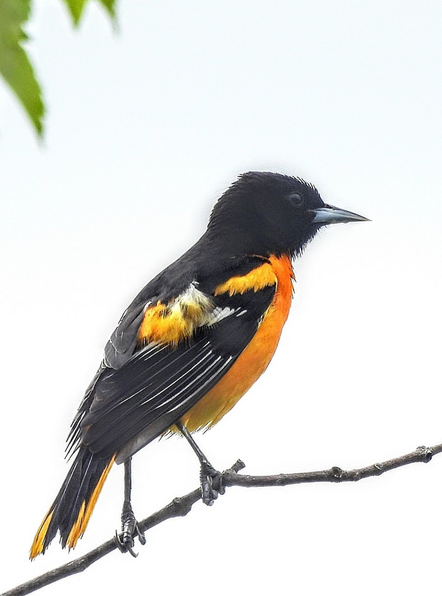 Baltimore Oriole - Katey Buster