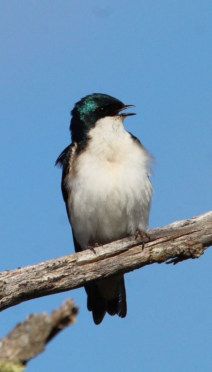 Tree Swallow - Shawn Morneault