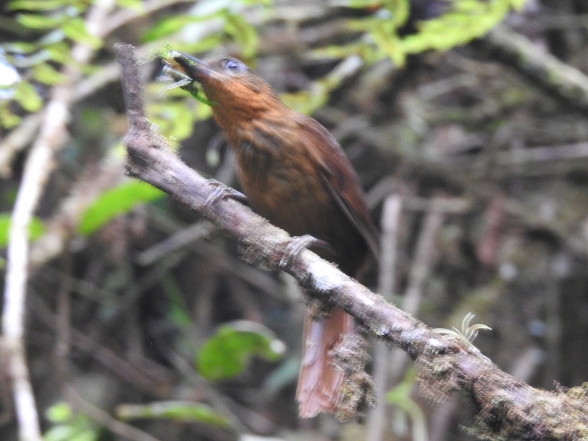 Streak-breasted Treehunter - ML618584524