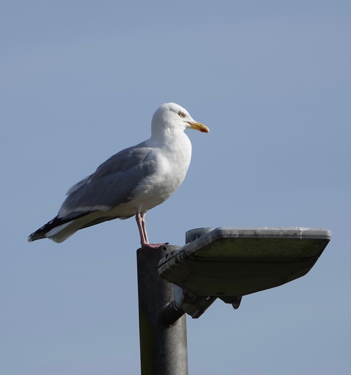 Goéland argenté (argentatus/argenteus) - ML618584567