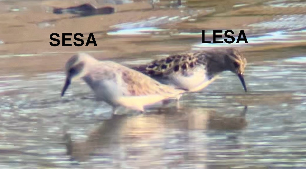 Least Sandpiper - ML618584576