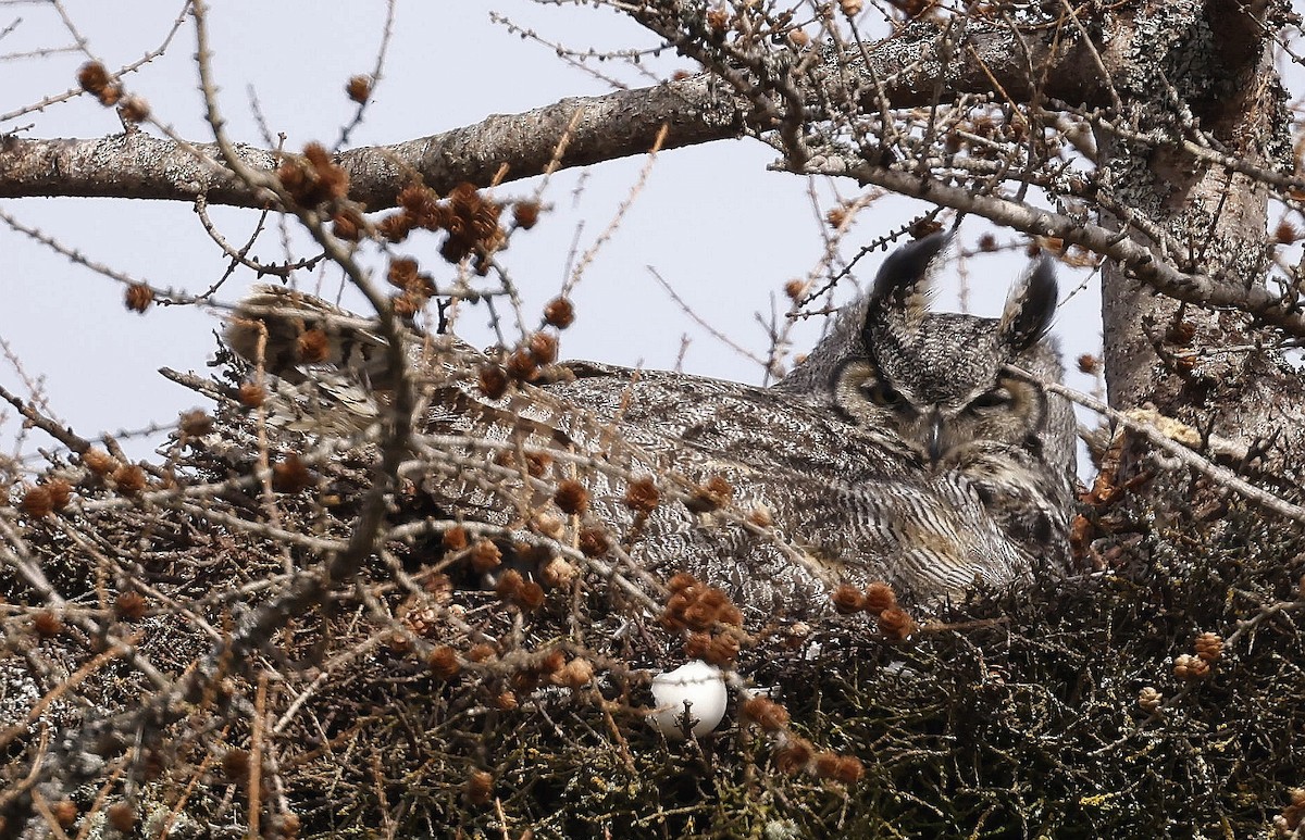 Great Horned Owl - Charles Fitzpatrick