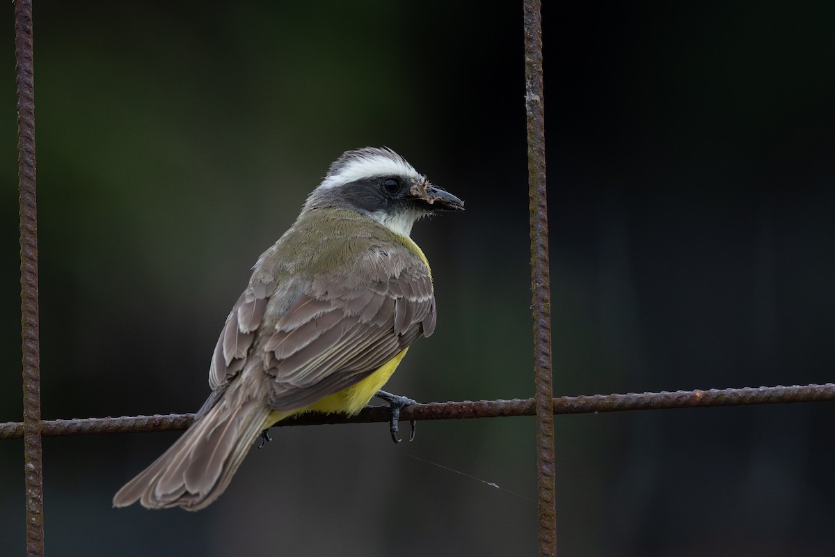 Social Flycatcher - Steve Heinl