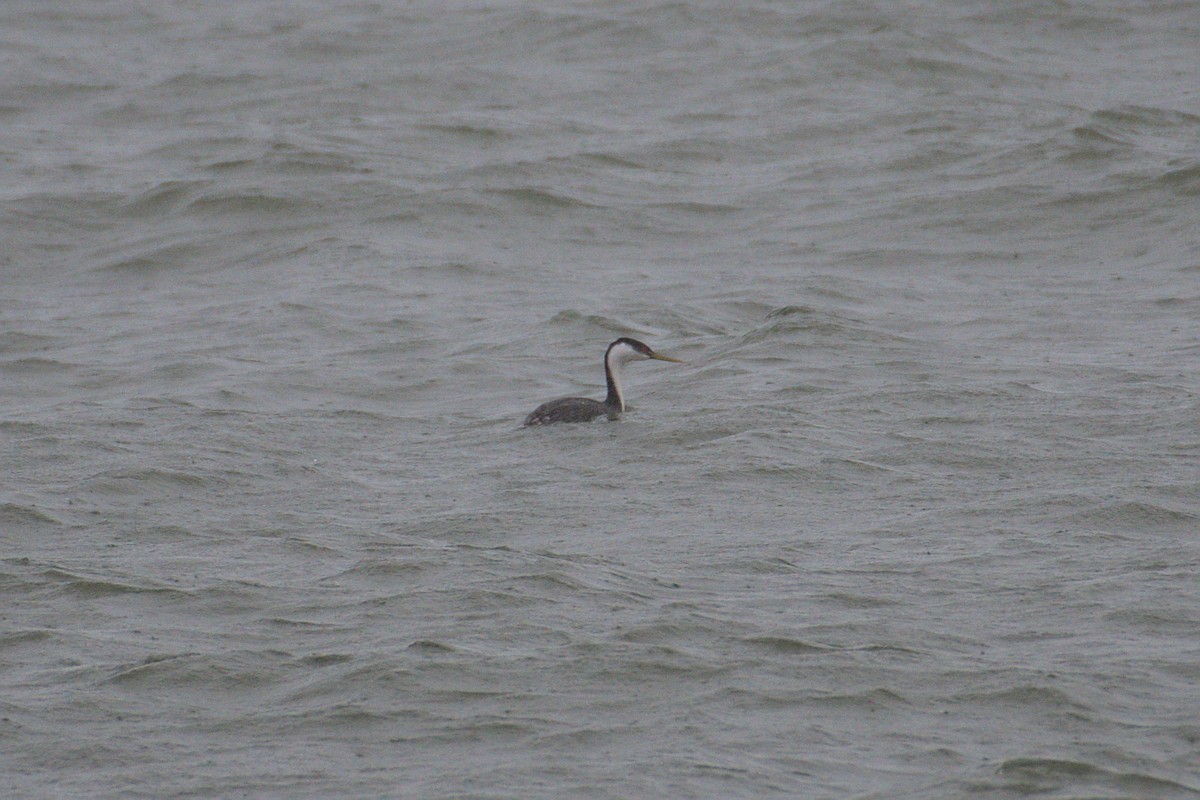 Western Grebe - ML618584692