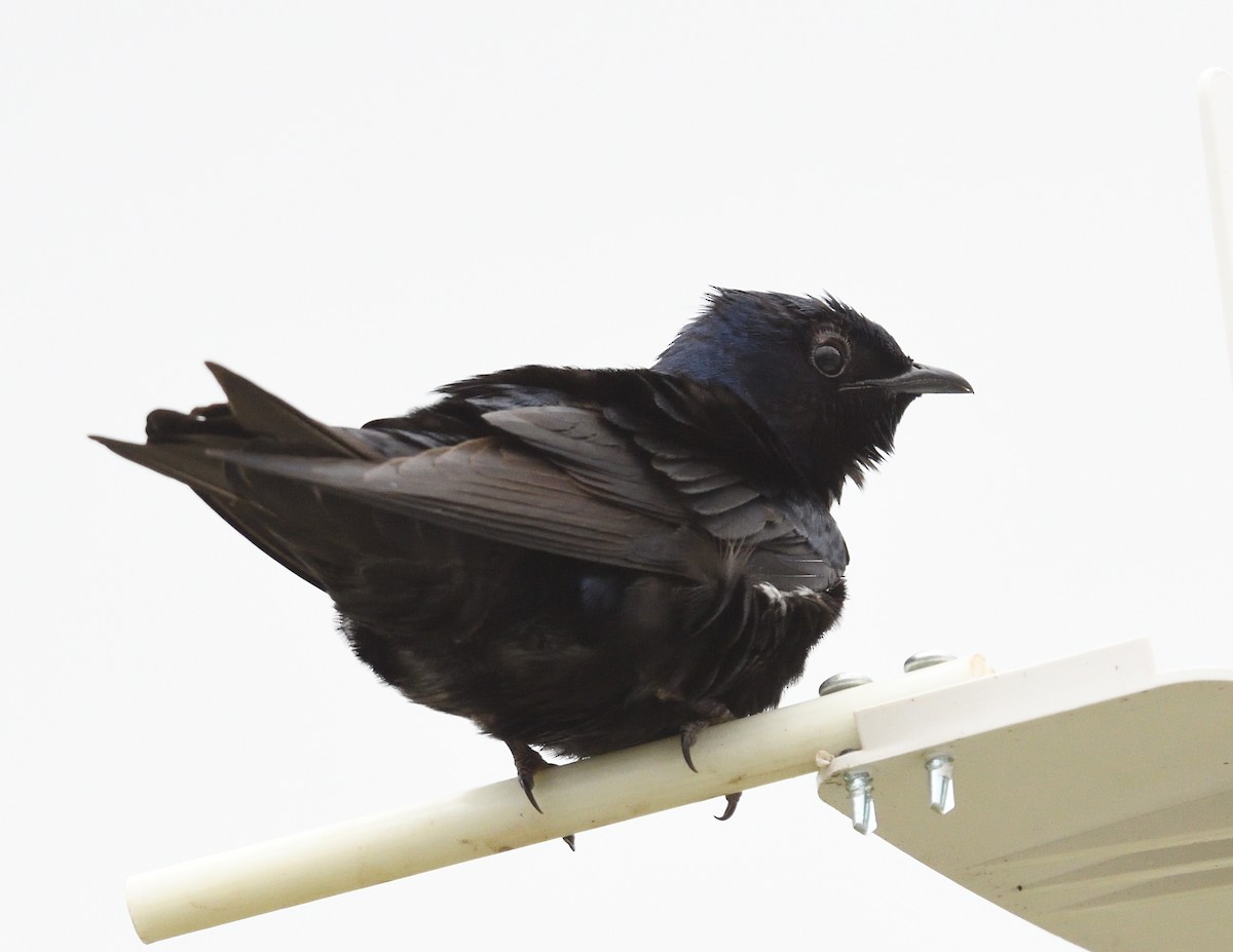 Purple Martin - Margaret Hough