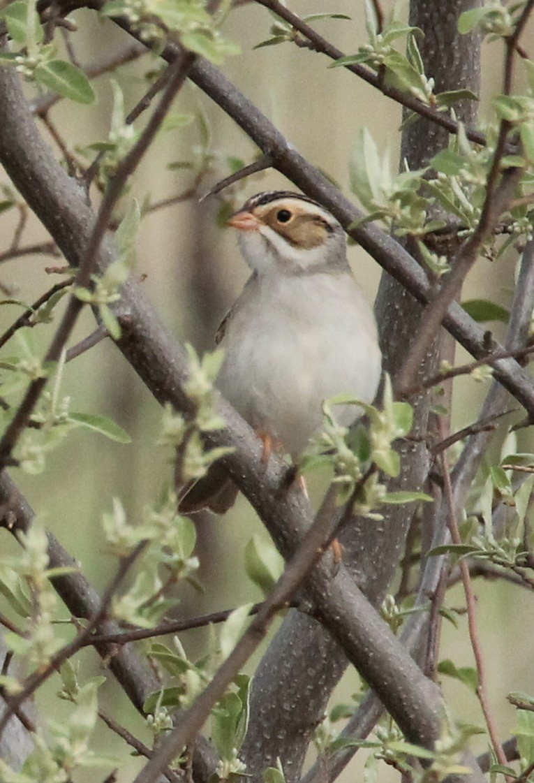 Clay-colored Sparrow - ML618584714