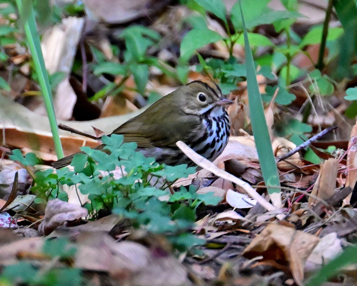 Ovenbird - Gerardo Aguilar Anzures