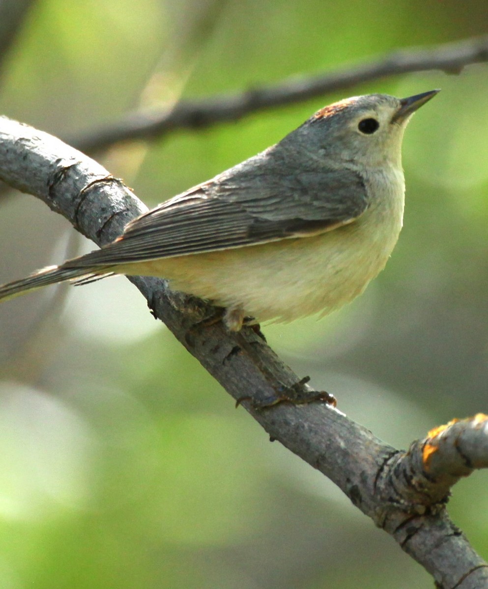 Lucy's Warbler - Ken Lamberton