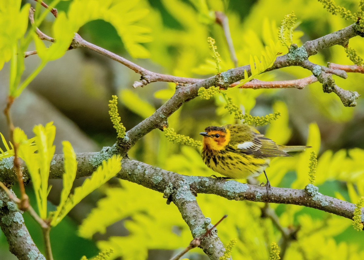 Cape May Warbler - ML618584806