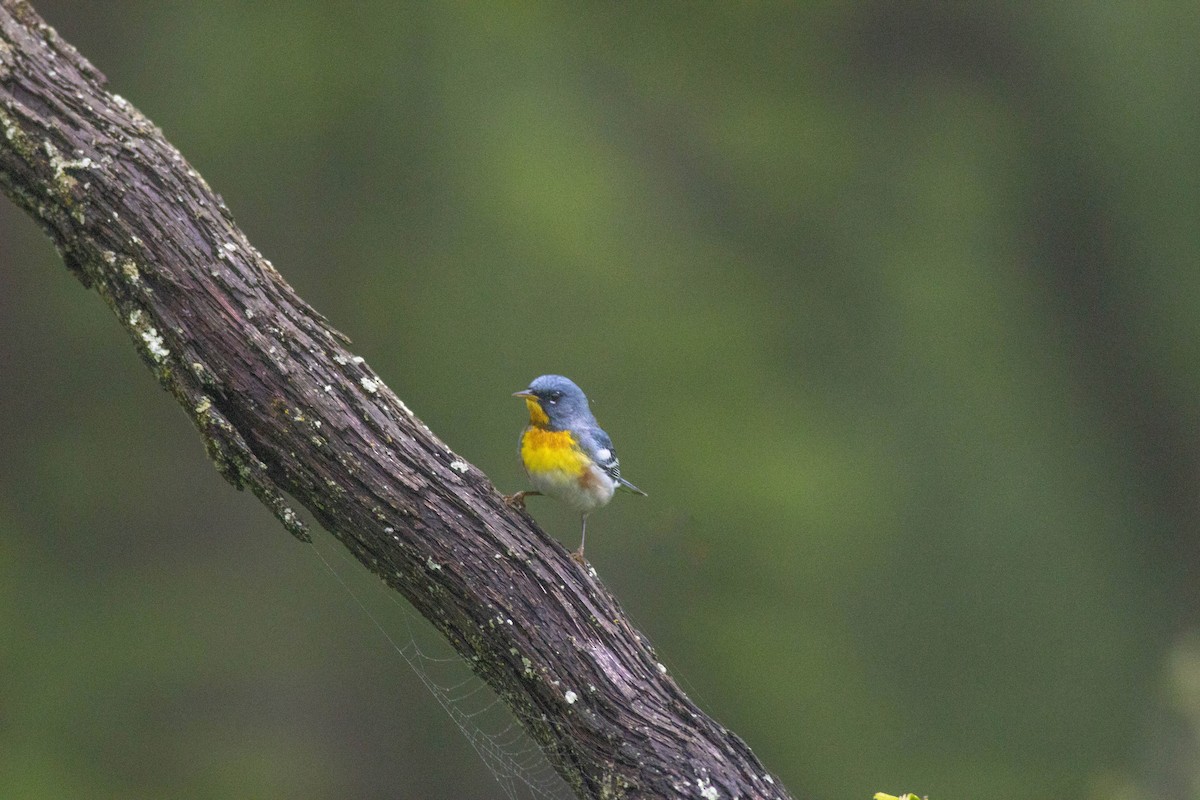Northern Parula - ML618584808