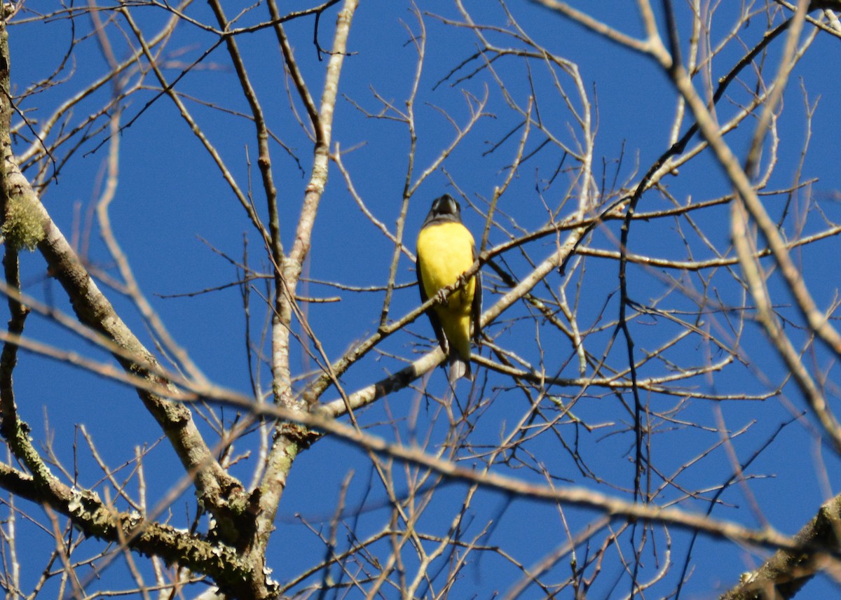 Spot-winged Grosbeak - ML618584810